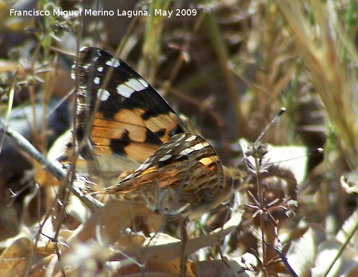 Mariposa Vanesa de los cardos - Mariposa Vanesa de los cardos. Los Caones. Jan