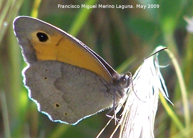 Mariposa Maniola jurtina - Mariposa Maniola jurtina. Los Caones. Jan