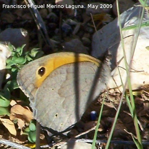 Mariposa Maniola jurtina - Mariposa Maniola jurtina. Los Caones. Jan