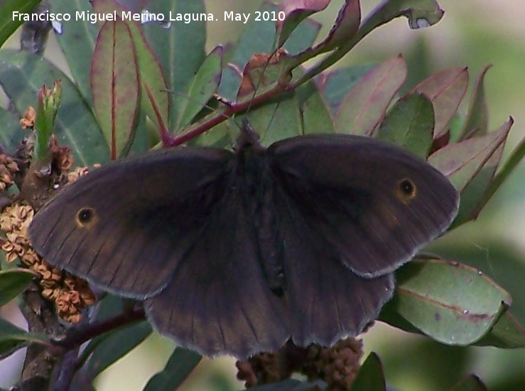 Mariposa Maniola jurtina - Mariposa Maniola jurtina. Canjorro-Jan