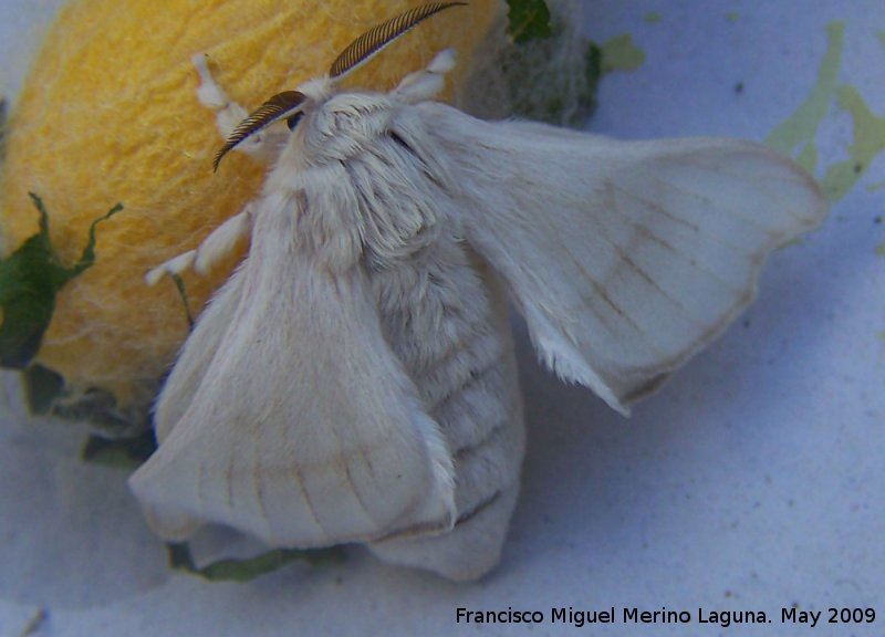 Polilla de seda - Polilla de seda. Los Villares