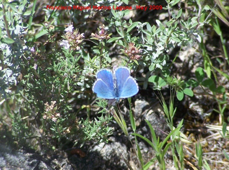 Mariposa nia celeste - Mariposa nia celeste. Pitillos. Valdepeas