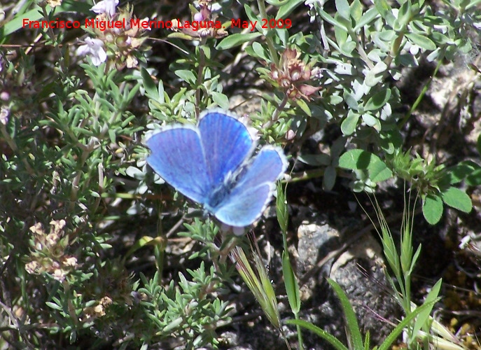 Mariposa nia celeste - Mariposa nia celeste. Pitillos. Valdepeas