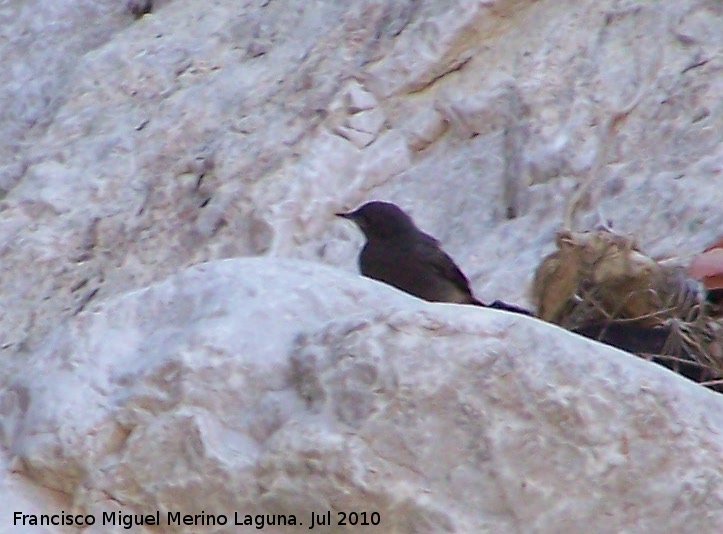 Pjaro Collalba negra - Pjaro Collalba negra. Los Caones - Jan