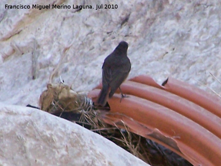 Pjaro Collalba negra - Pjaro Collalba negra. Los Caones - Jan