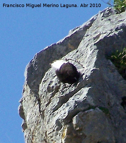 Pjaro Collalba negra - Pjaro Collalba negra. Mostrando la cola. Fuente de la Pea (Jan)