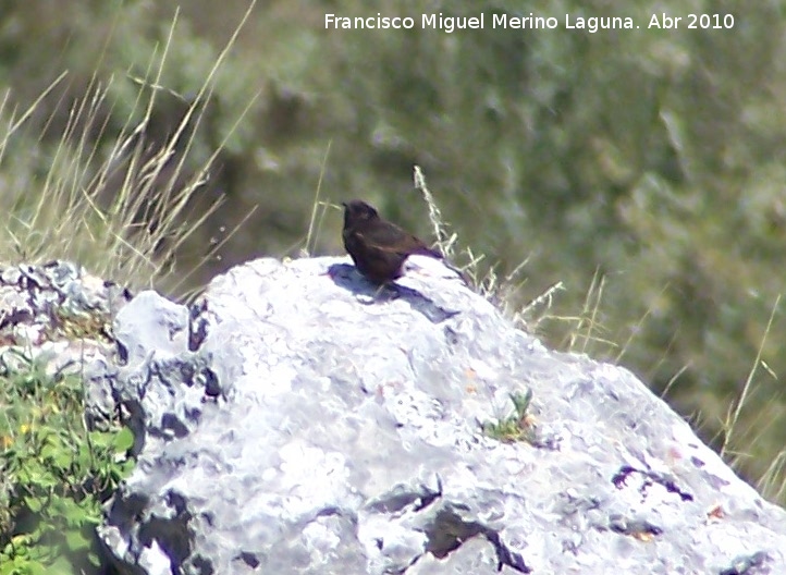 Pjaro Collalba negra - Pjaro Collalba negra. Fuente de la Pea. Jan