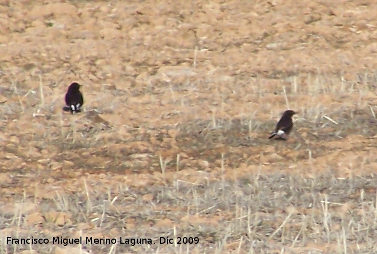 Pjaro Collalba negra - Pjaro Collalba negra. Gorafe