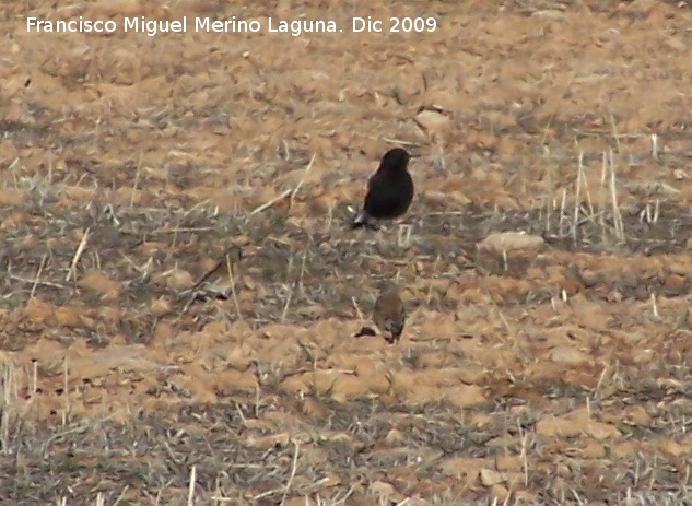 Pájaro Collalba negra - Pájaro Collalba negra. Comparación de tamaño con los gorriones. Gorafe