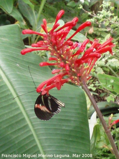 Mariposa Heliconius melpomene - Mariposa Heliconius melpomene. 