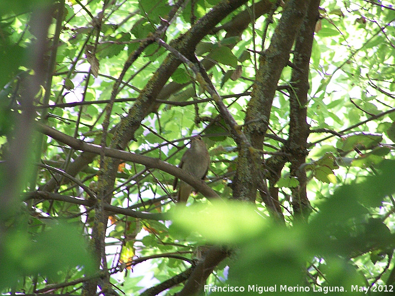 Pjaro Curruca mosquitera - Pjaro Curruca mosquitera. Tajo de las Palomas - Mocln