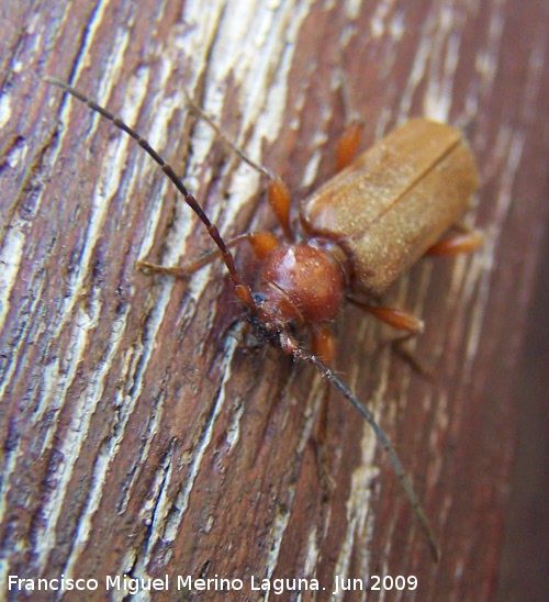 Escarabajo capricornio - Escarabajo capricornio. Los Villares