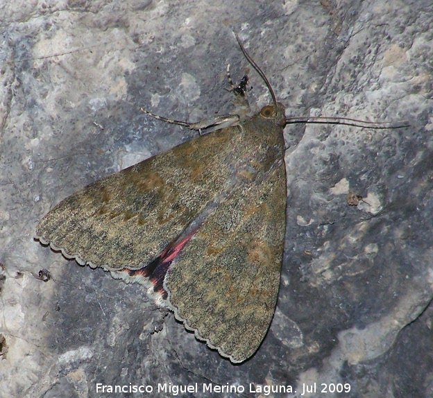 Polilla carmn de los sauces - Polilla carmn de los sauces. Otiar Jan