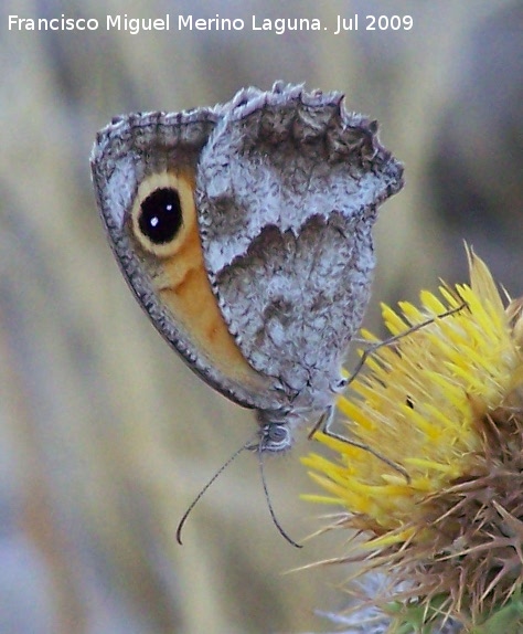 Mariposa pintas ocres - Mariposa pintas ocres. Otiar Jan