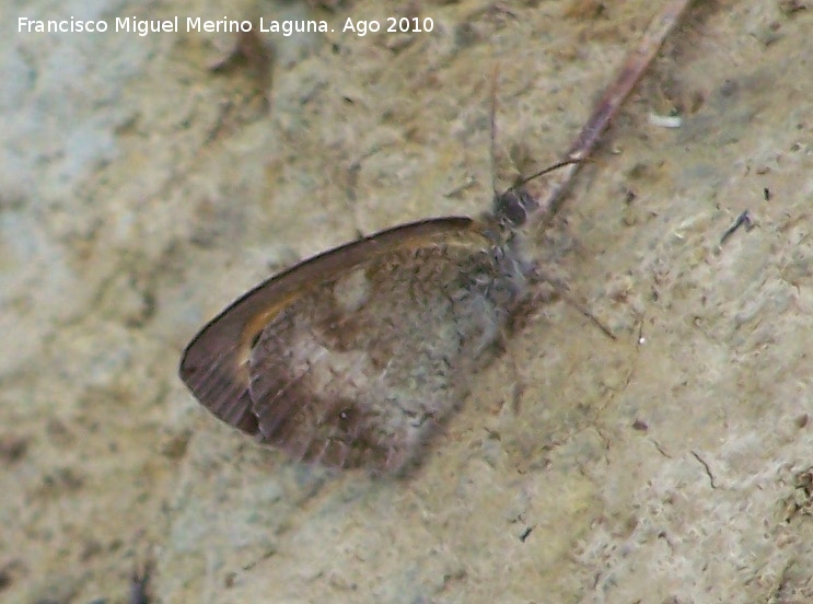 Mariposa pintas ocres - Mariposa pintas ocres. Caada Saucar - Santiago Pontones