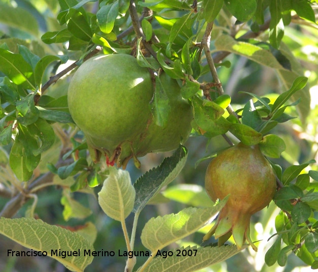 Granado - Granado. Fruto del granado.
Los Villares