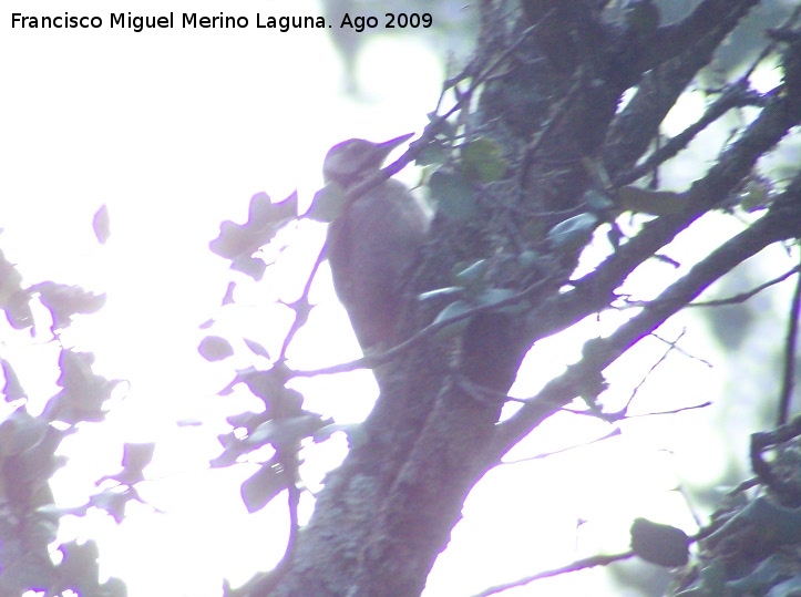 Pjaro Pico Menor - Pjaro Pico Menor. Santiago Pontones