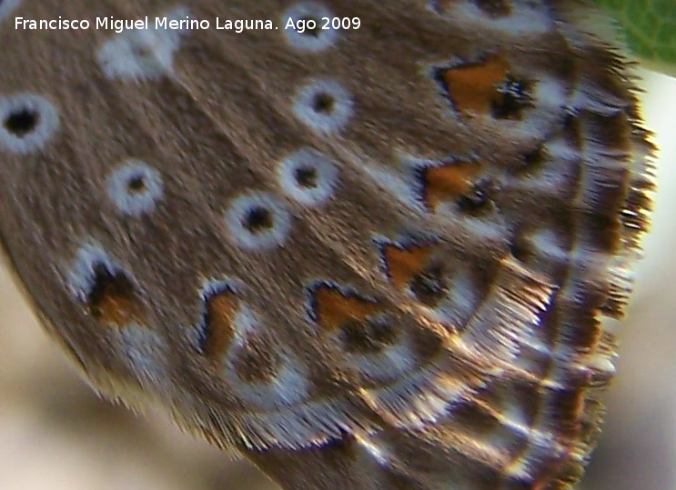 Mariposa Plebejus Aricia cramera - Mariposa Plebejus Aricia cramera. Santiago Pontones