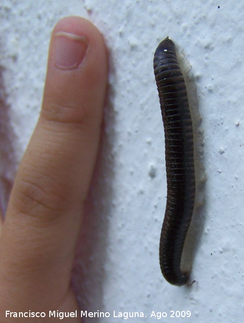 Milpis negro - Milpis negro. Arrollo Maguillo (Santiago Pontones)