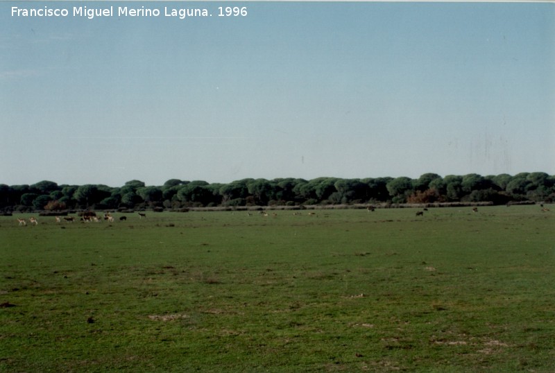 Jabal - Jabal. Ciervos y jabalies pastando juntos. Coto de Doana