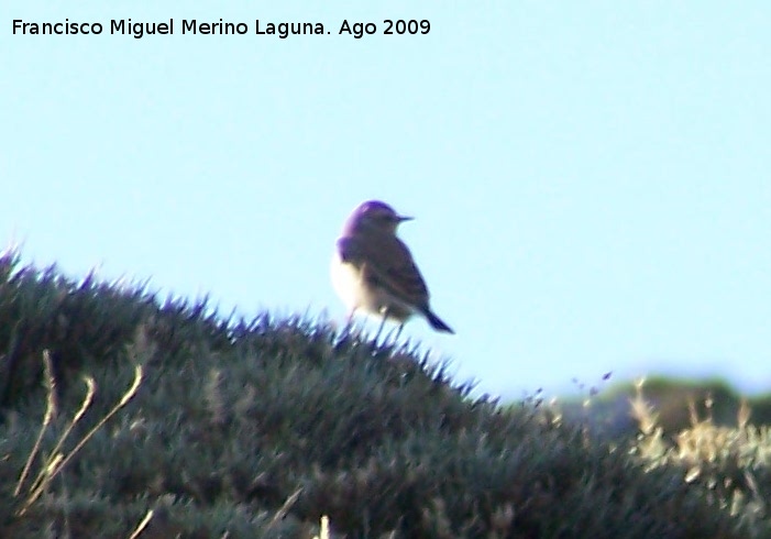 Pjaro Collalba Gris - Pjaro Collalba Gris. Puntal de la Misa (Santiago Pontones)