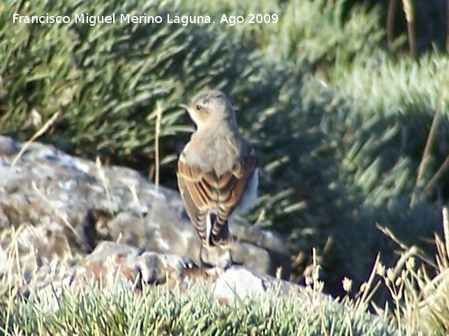 Pjaro Collalba Gris - Pjaro Collalba Gris. Puntal de la Misa (Santiago Pontones)