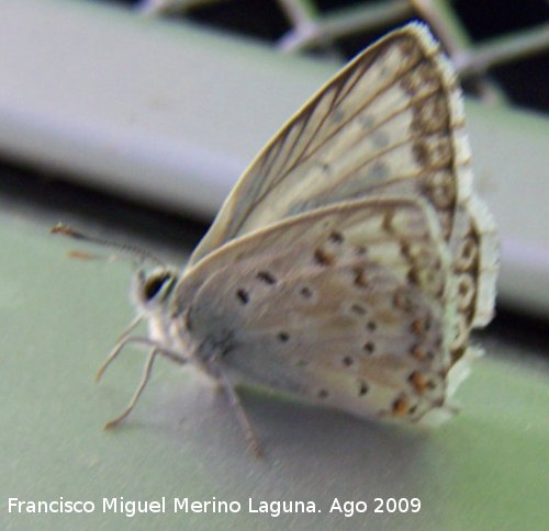 Mariposa nia andaluza - Mariposa nia andaluza. Huelga Utrera (Santiago Pontones)