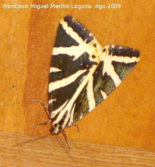 Polilla Calimorfa - Polilla Calimorfa. La Toba (Santiago Pontones)