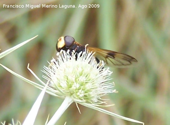 Mosca de las flores elegante - Mosca de las flores elegante. Segura