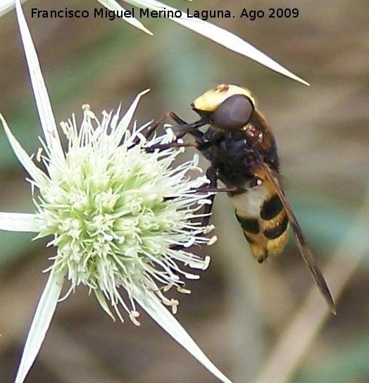 Mosca de las flores elegante - Mosca de las flores elegante. Segura