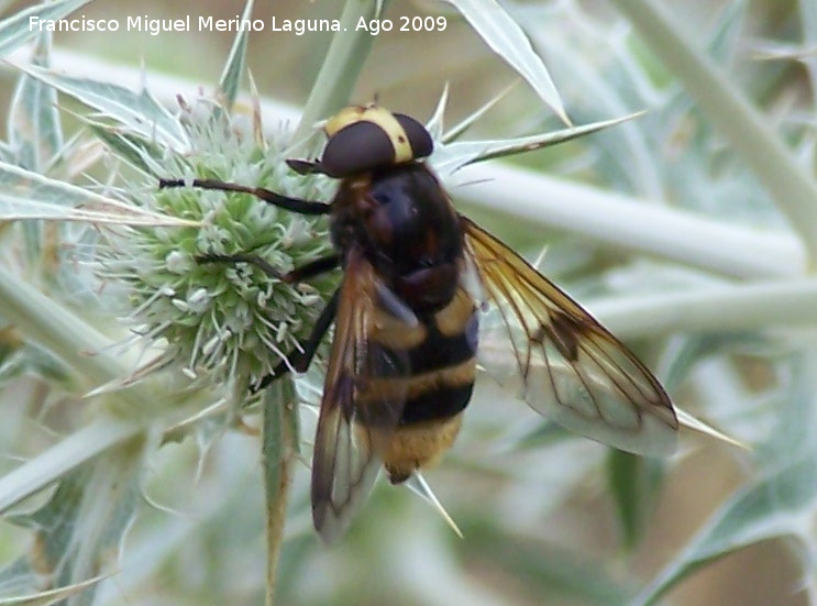 Mosca de las flores elegante - Mosca de las flores elegante. Segura