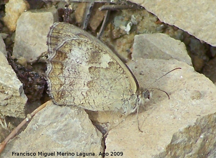 Mariposa Hipparchia statilinus - Mariposa Hipparchia statilinus. Segura