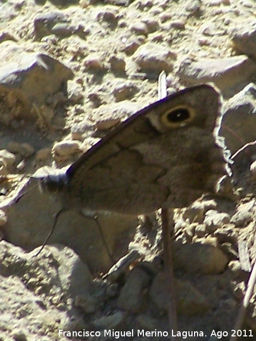 Mariposa Hipparchia statilinus - Mariposa Hipparchia statilinus. Los Anchos - Santiago Pontones