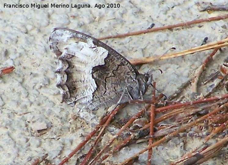Mariposa Hipparchia statilinus - Mariposa Hipparchia statilinus. Cañada Saucar - Santiago Pontones