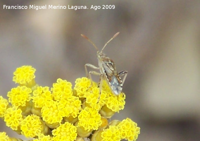 Chinche asesina - Chinche asesina. Segura