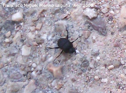 Escarabajo pelotero - Escarabajo pelotero. Los Anchos (Santiago-Pontones)