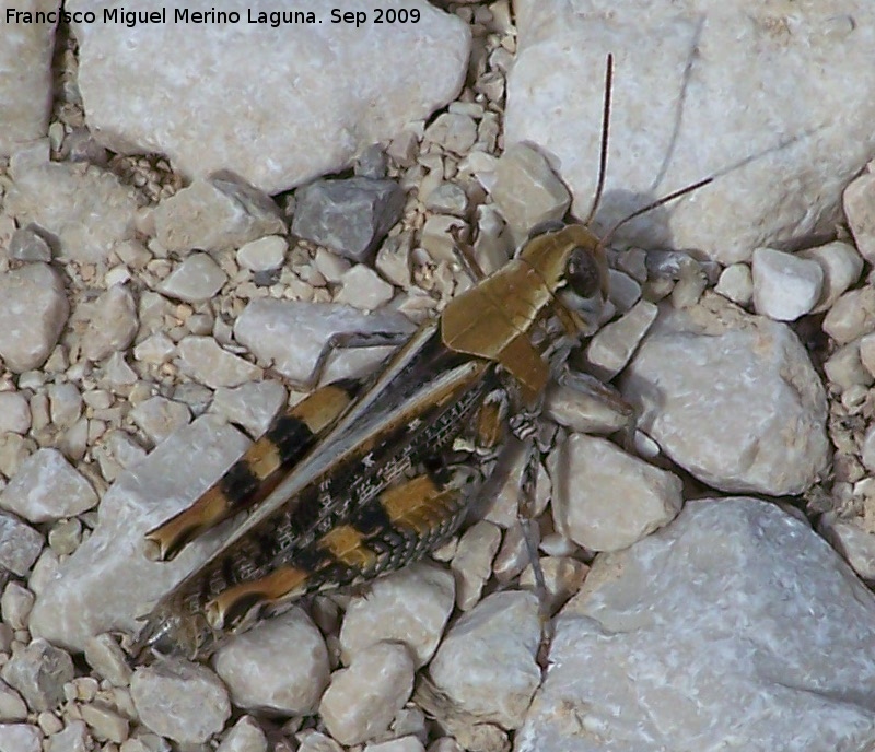 Saltamontes de alas rojas - Saltamontes de alas rojas. Otiar (Jan)