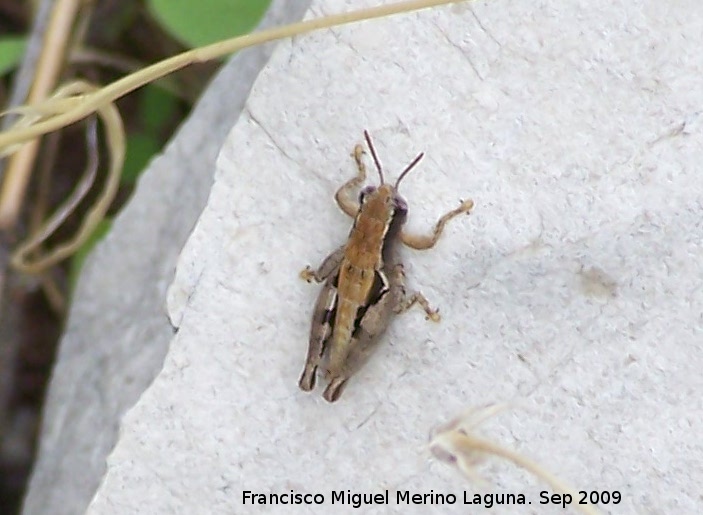 Saltamontes de alas rojas - Saltamontes de alas rojas. Ninfa. Otiar (Jan)