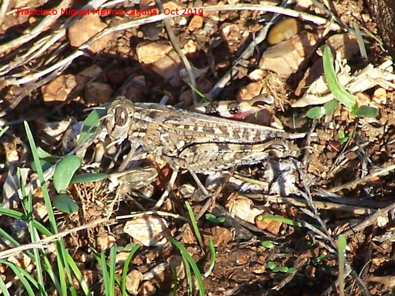 Saltamontes de alas rojas - Saltamontes de alas rojas. Portillo del Fraile - Jan