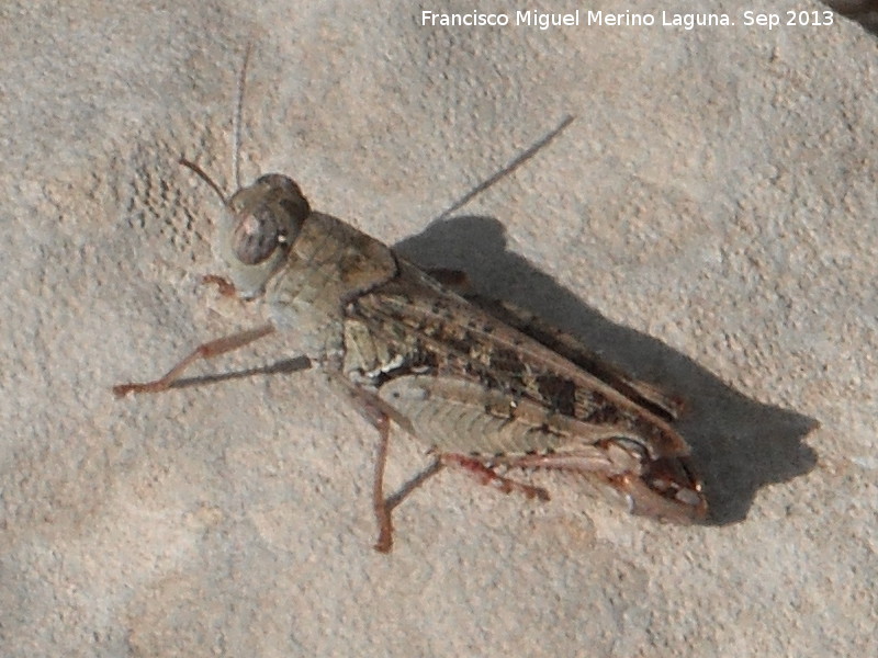 Saltamontes de alas rojas - Saltamontes de alas rojas. El Chorro - Quesada