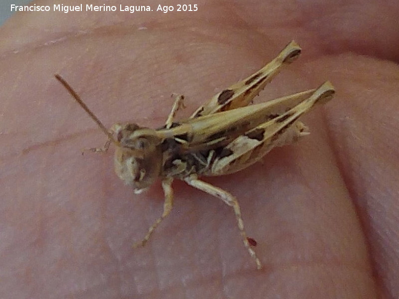 Saltamontes de alas rojas - Saltamontes de alas rojas. Los Villares