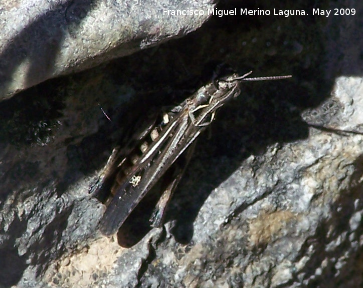 Saltamontes de montaa - Saltamontes de montaa. Los Caones. Los Villares