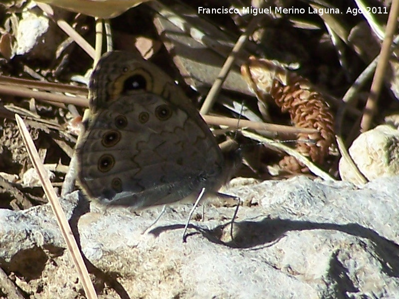 Mariposa Saltacercas - Mariposa Saltacercas. Prado Maguillo - Santiago Pontones