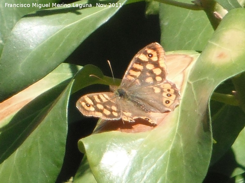 Mariposa Saltacercas - Mariposa Saltacercas. Los Villares