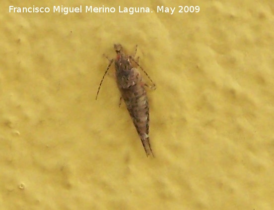 Catamachilis amara - Catamachilis amara. Los Villares