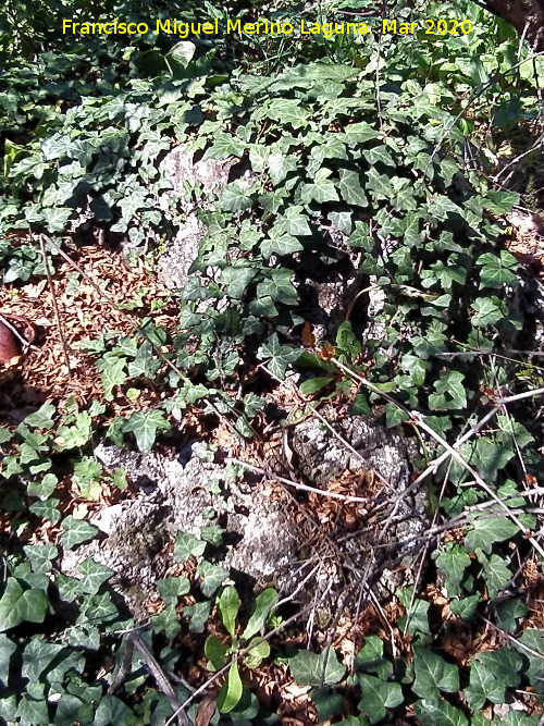 Yedra - Yedra. Cueva de la Zorra - Cambil