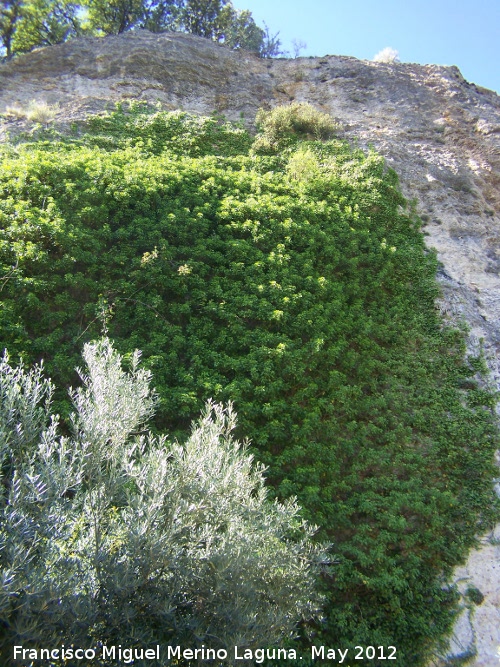 Yedra - Yedra. Tajos de San Marcos - Alcal la Real