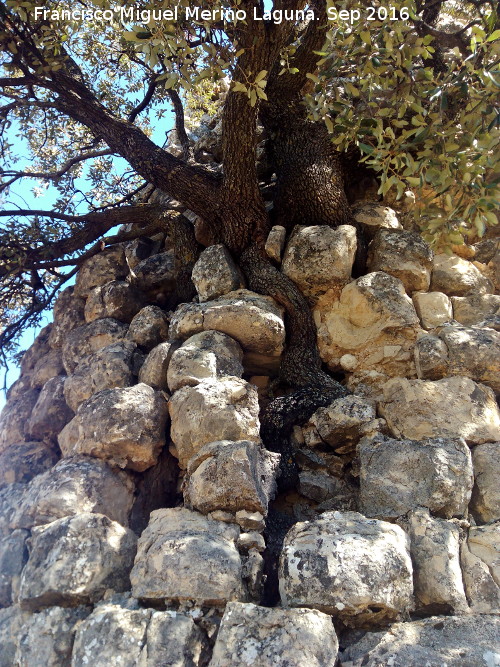 Torren de los Pedregales - Torren de los Pedregales. Almendro que terminar con la torre