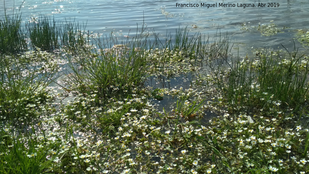 Hierba lagunera - Hierba lagunera. Laguna del Pizorro - Gnave