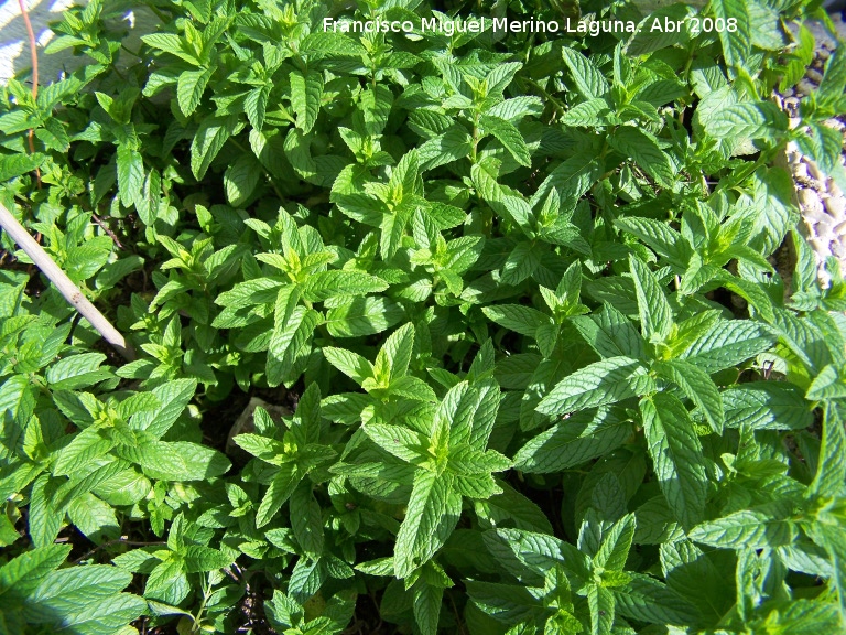 Menta acuatica - Menta acuatica. Navas de San Juan